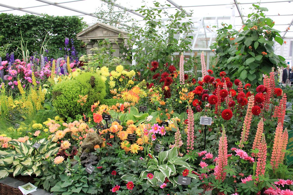 A colourful floral display of lupins, dahlias and roses at the RHS Chelsea Flower Show