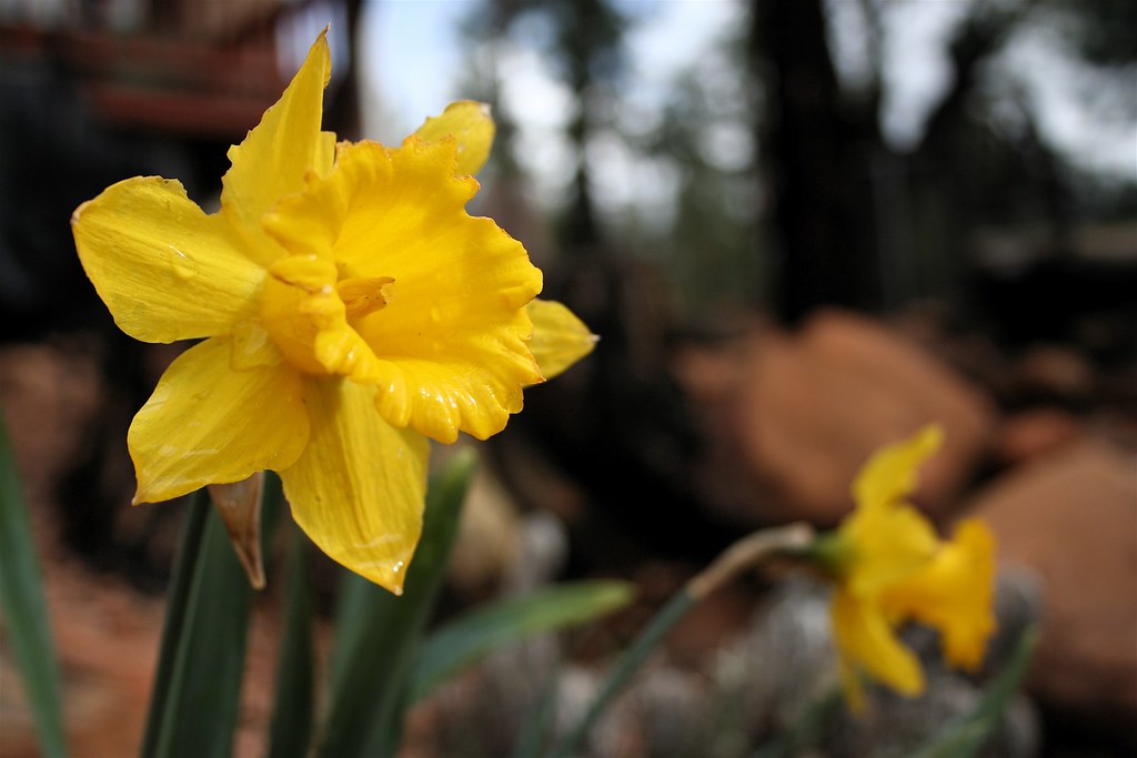 Yellow daffodils in spring