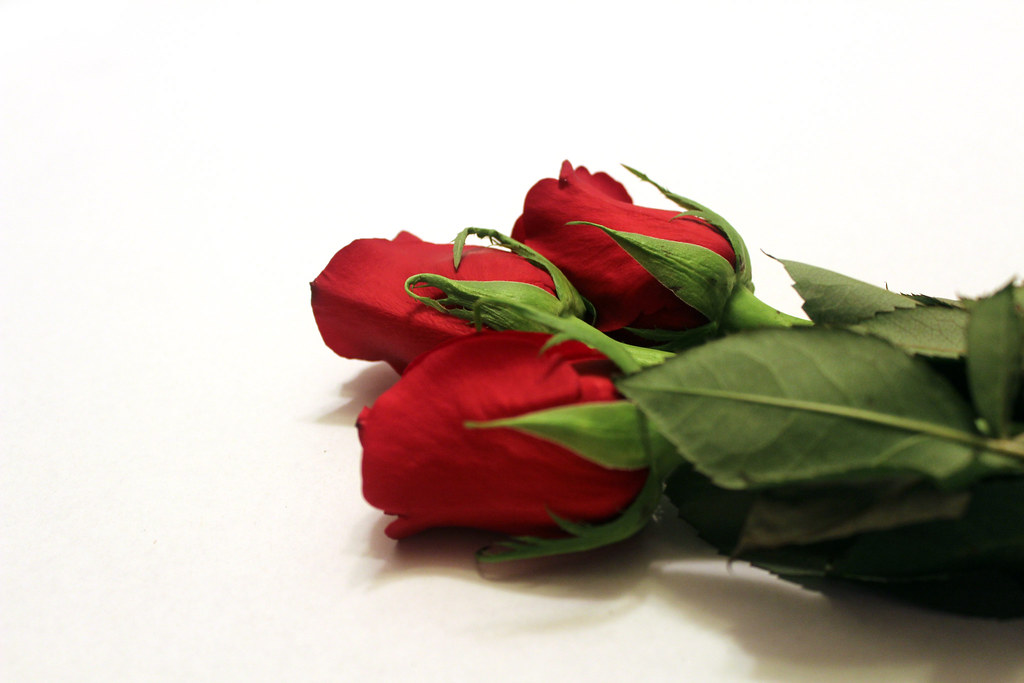 Three red roses on a white background